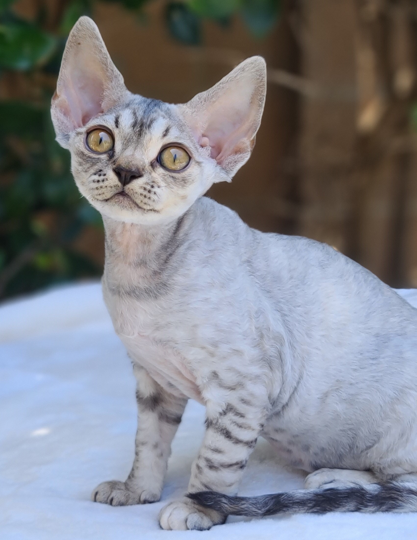  SandSilk Hello Kitty, Devon Rex  female kitten, color silver torbie 