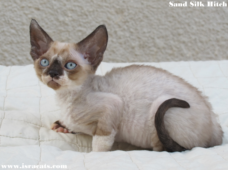 Sand Silk Hitch , available Devon Rex male Kitten