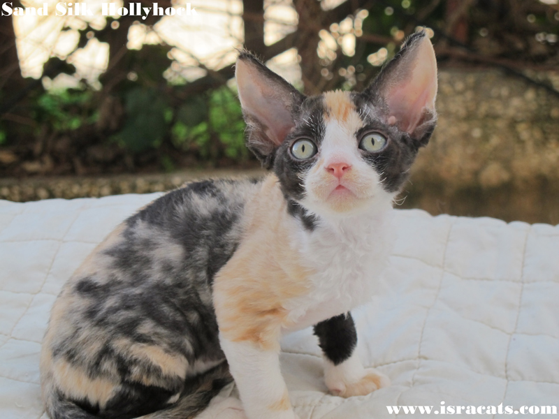 Sand Silk Holly available Devon Rex female Kitten