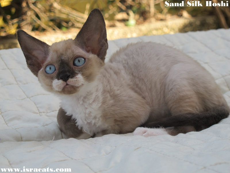 Sand Silk Hoshi ,available Devon Rex female Kitten