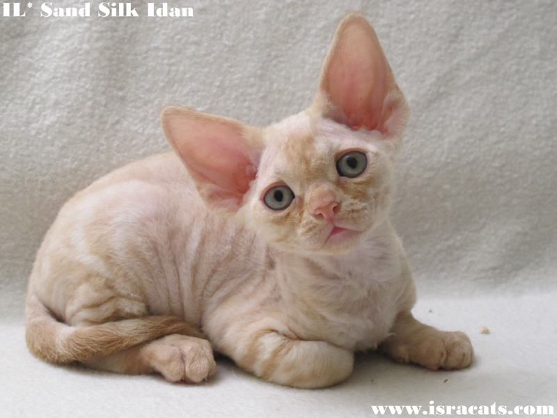  Sand Silk Idan, Devon Rex  male kitten ,Red Silver Blotched  