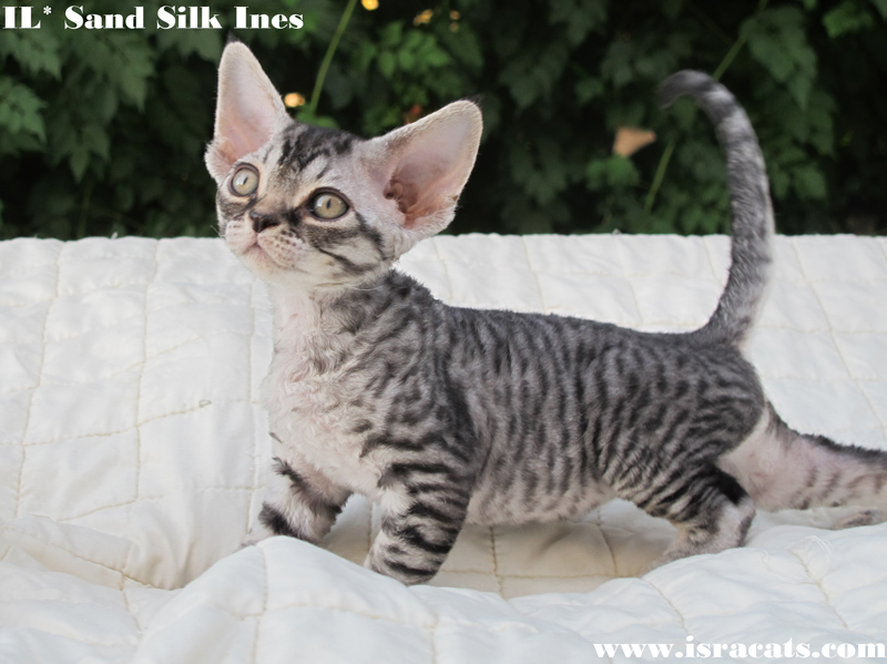  Sand Silk Ines, Available Devon Rex  female kitten, color Black Spotted Tabby  