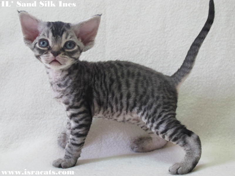  Sand Silk Ines, Available Devon Rex  female kitten, color Black Spotted Tabby  