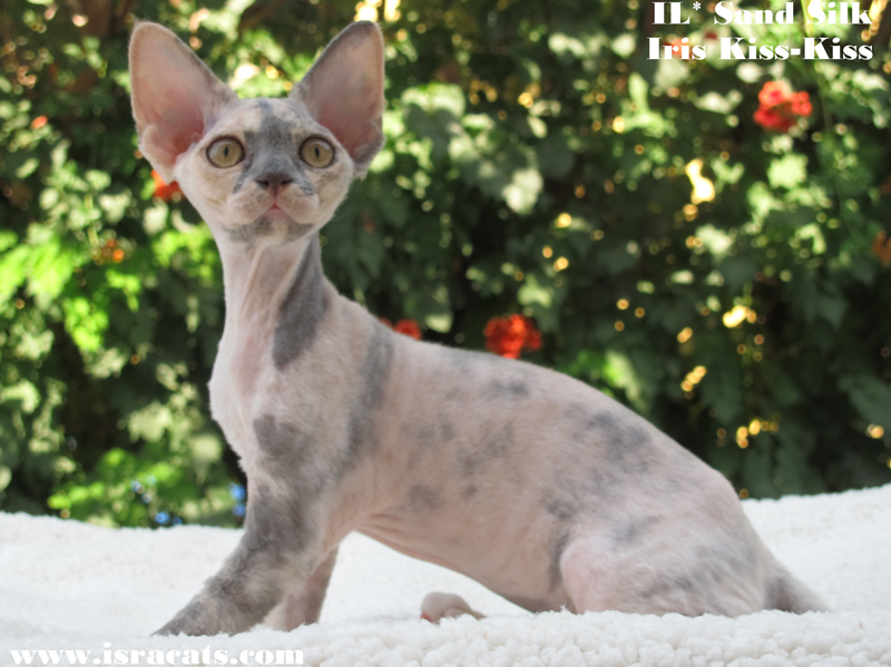  Sand Silk Iris-Kiss-Kiss, Available Devon Rex  female kitten, color Blue Tortie with White  