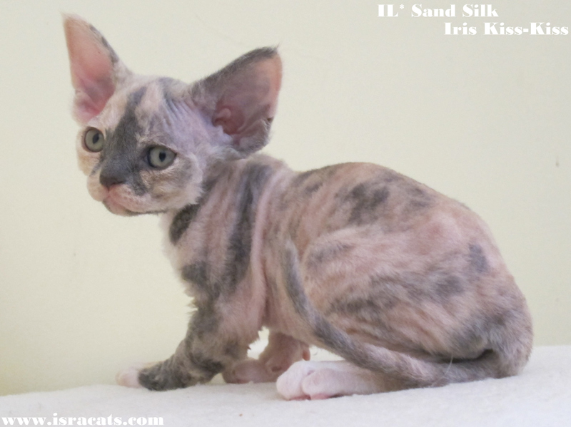  Sand Silk Iris-Kiss-Kiss, Available Devon Rex  female kitten, color Blue Tortie with White  