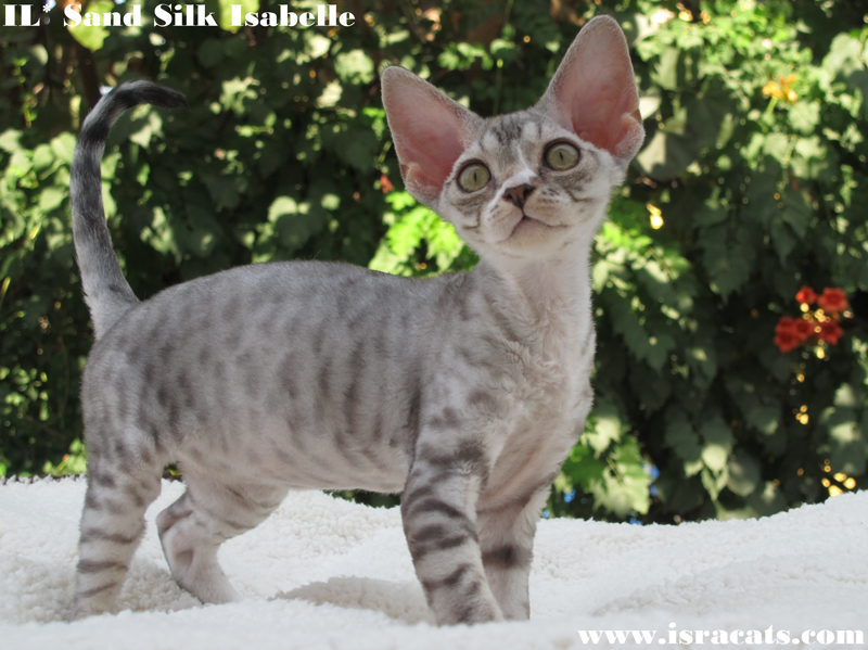  Sand Silk Isabelle,  Devon Rex  female , color Black Silver Spotted with White  