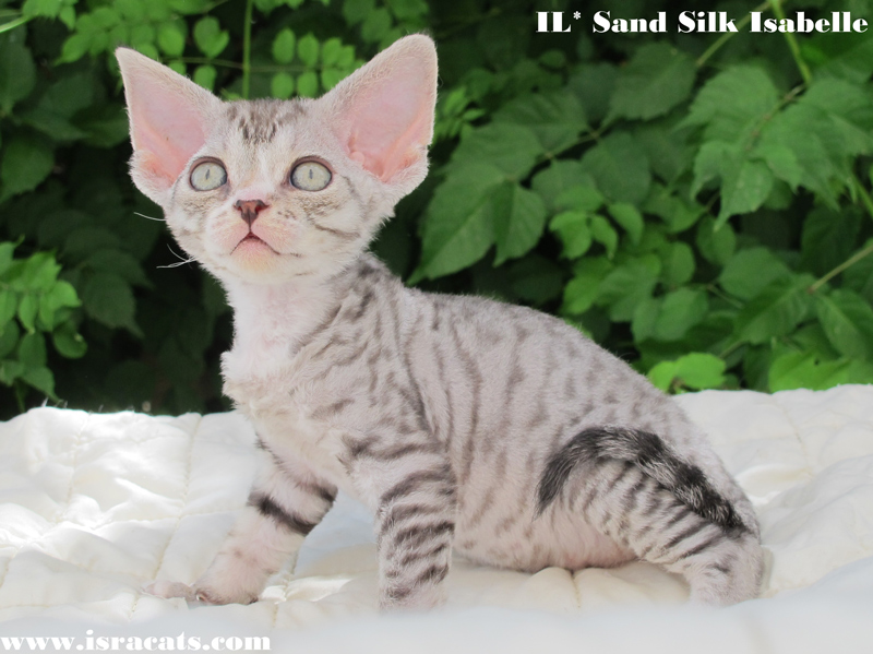  Sand Silk Isabelle, Available Devon Rex  female kitten, color Black Silver Spotted with White  