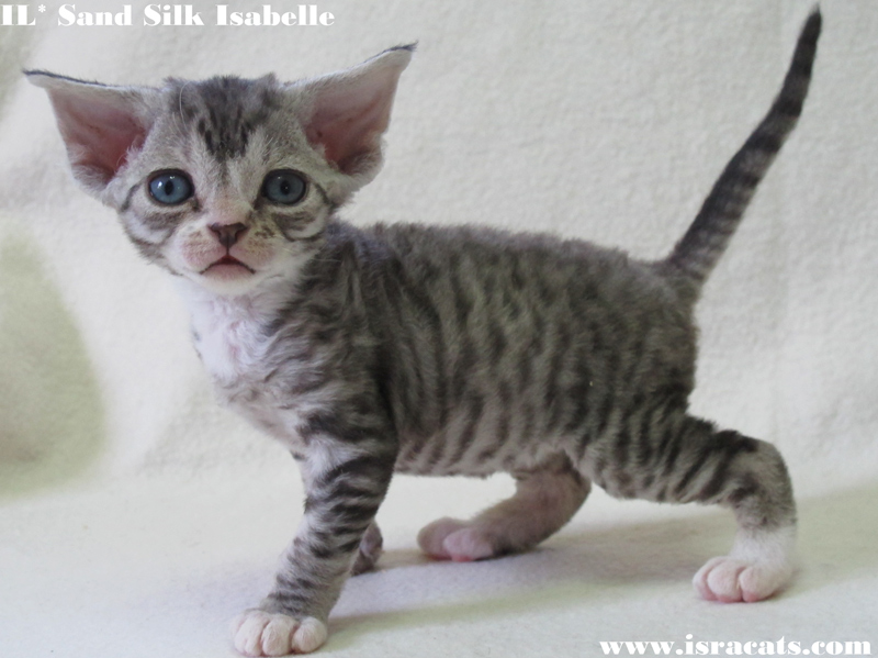  Sand Silk Isabelle, Available Devon Rex  female kitten, color Black Silver Spotted with White  