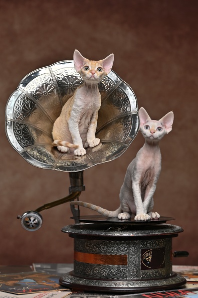 SandSilk Devon Rex kittens