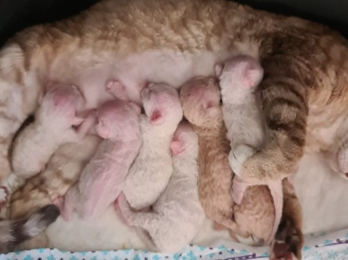 Devon Rex Sand Silk Litter,More information and pictures