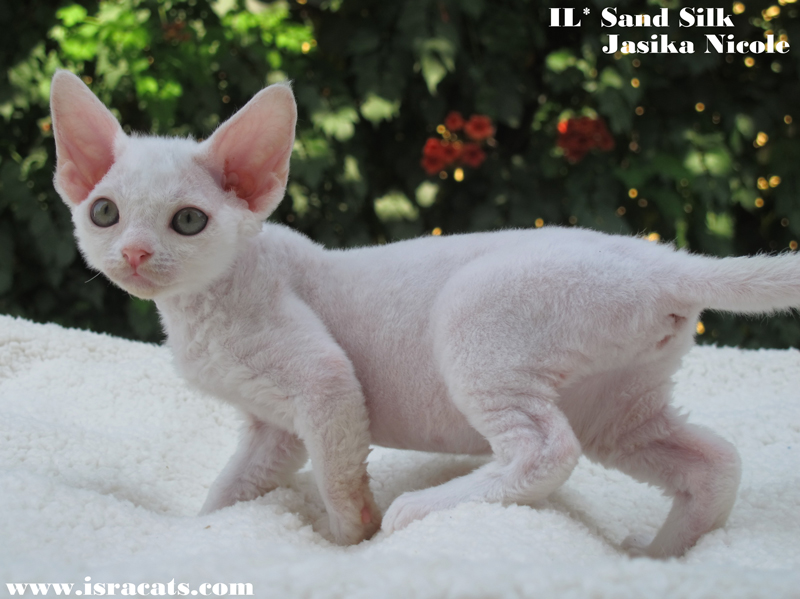 Sand Silk Jasika Nicole,  Devon Rex female Kitten