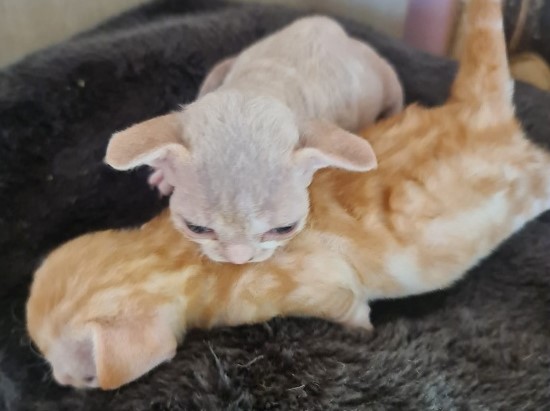 Devon Rex Sand Silk Litter,More information and pictures