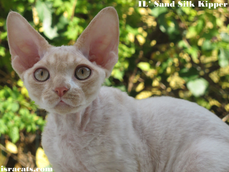  Sand Silk Kipper Devon Rex  male kitten, color  Cream Silver Blottched with White  