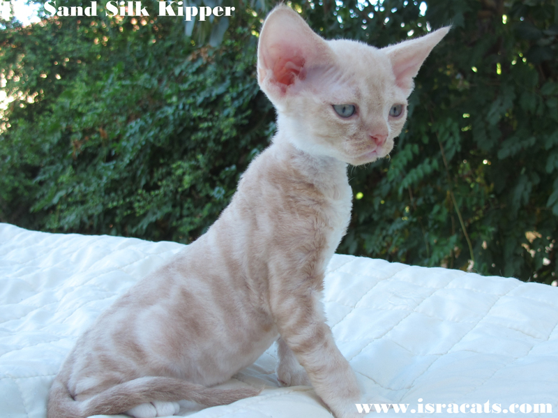 More pictures of  Sand Silk Kipper
