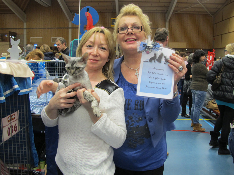 IL* Sand Silk Lalinda BEST Devon Rex kitten in Rex & Sphynx special