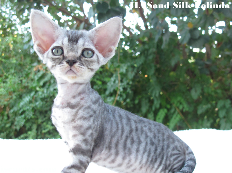 Sand Silk Lalinda,  Devon Rex female black spotted kitten