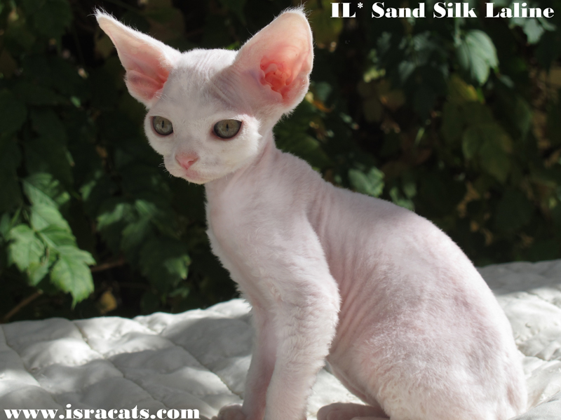  Sand Silk Laline, Devon Rex  female white kitten 