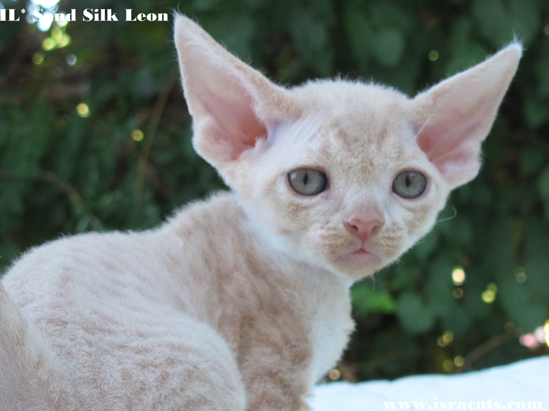  Sand Silk Leon, Available Devon Rex  male kitten, color Cream Spotted tabby with white 