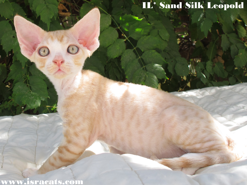  Sand Silk Leopold, Available Devon Rex  male kitten, color Red silver spotted with white 