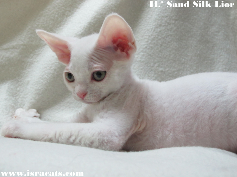  Sand Silk Lior, Available Devon Rex  male kitten, white color  