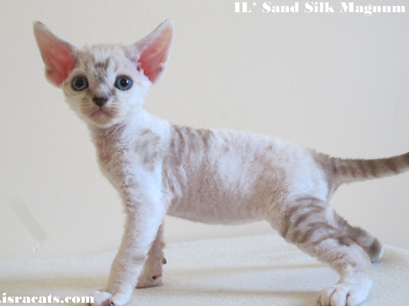 Sand Silk Magnum,  Available Devon Rex male Chocolate Tabby Mink Harlequin kitten