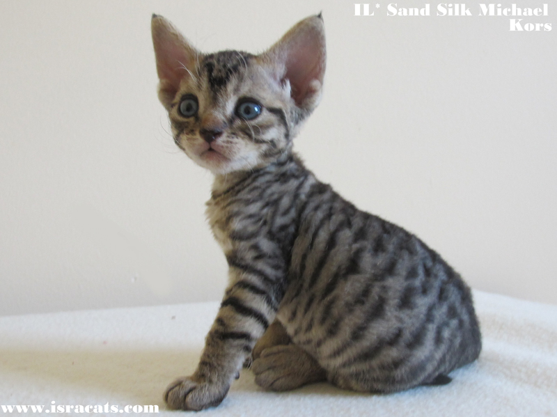 Sand Silk Michael Kors,  Devon Rex male Black Spotted Tabby