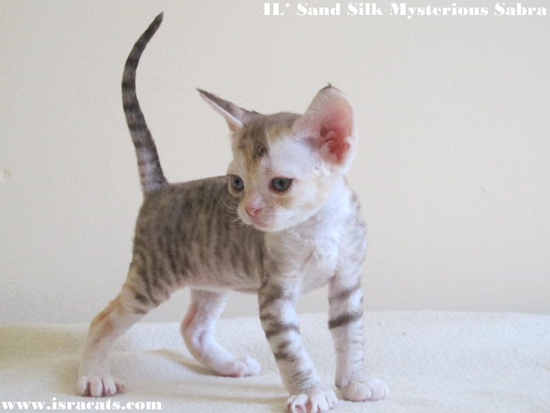 Sand Silk Mysterious Sabra,  Devon Rex female Chocolate Silver Spotted Tortie Tabby with White 