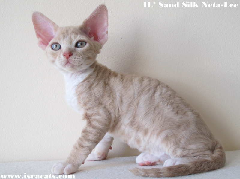 Sand Silk Neta-Lee,  Devon Rex female Cream Blotched Tabby with White