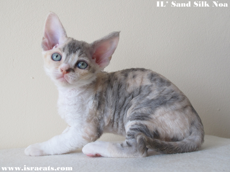 Sand Silk Noa,  Devon Rex female Blue Tortie Tabby & White