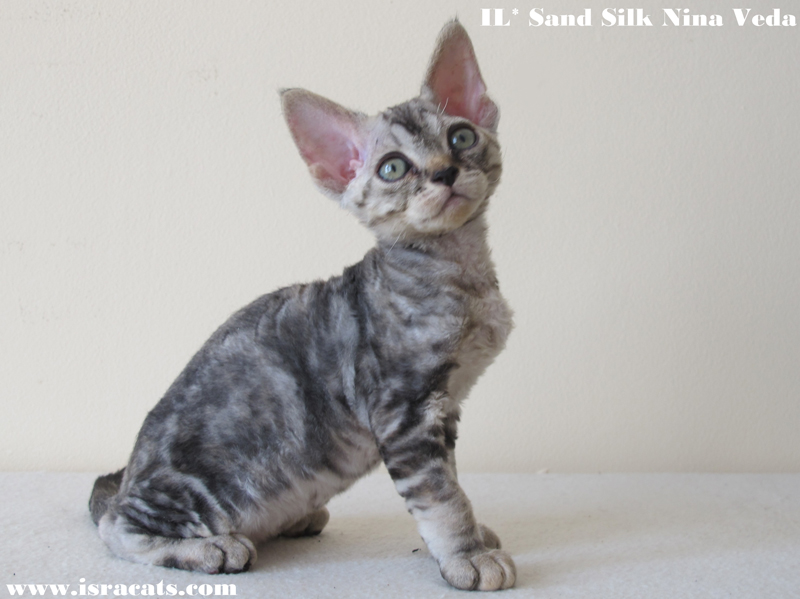 Sand Silk Nina Veda,  Devon Rex female Black Blotched Tortie