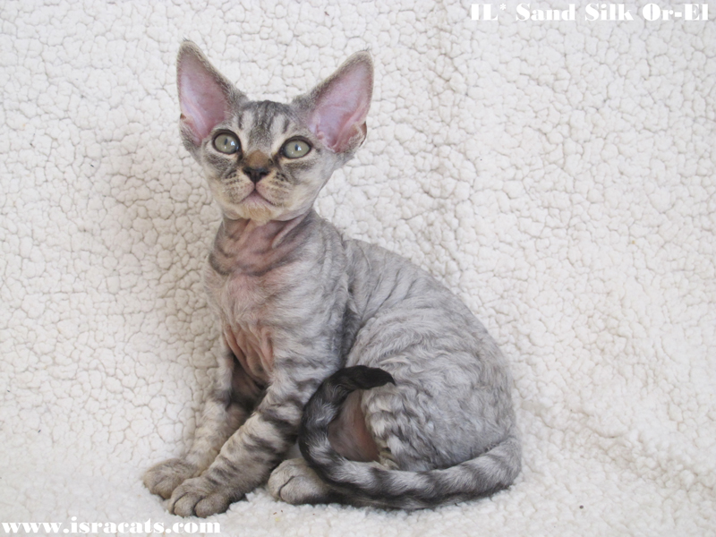 Sand Silk Or-El,  Devon Rex male Black Silver Spotted Tabby