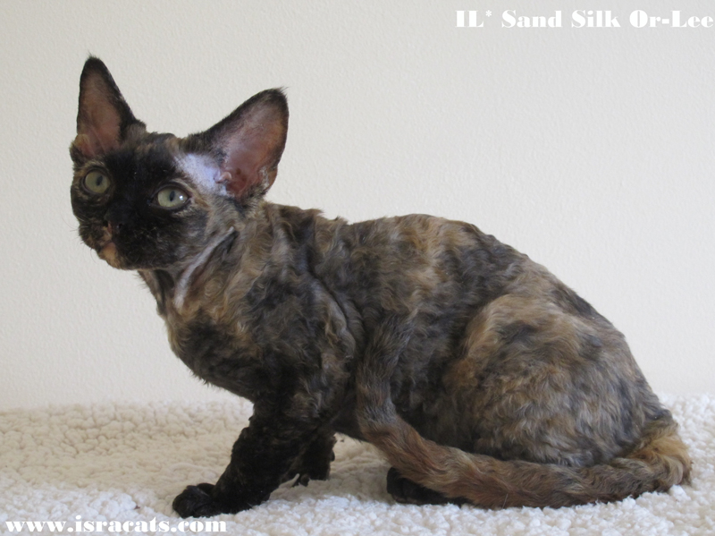 Sand Silk Or-Lee, Available  Devon Rex female tortie kitten 
