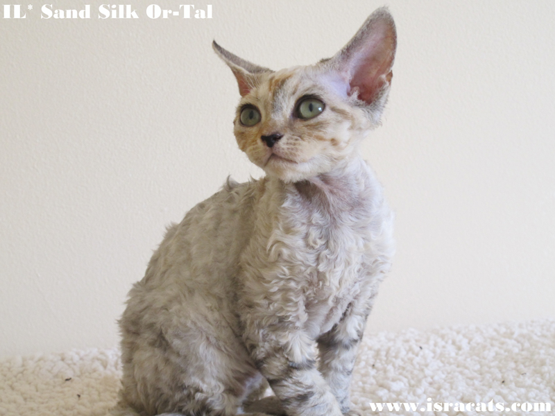 Sand Silk Or-Tal,  Devon Rex female Black Silver Tortie Tabby