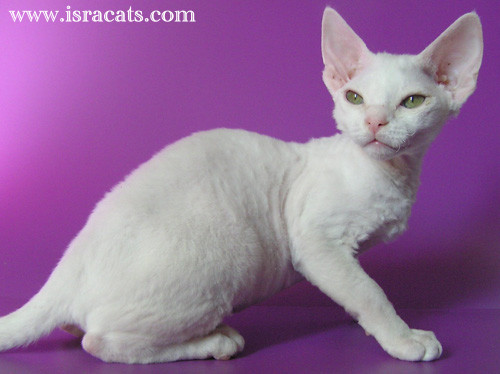 Queen Millicent,Devon Rex Kitten,More information and pictures