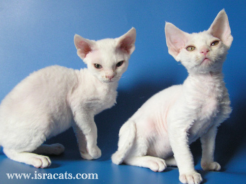 Devon Rex Sand Silk Litter,More information and pictures