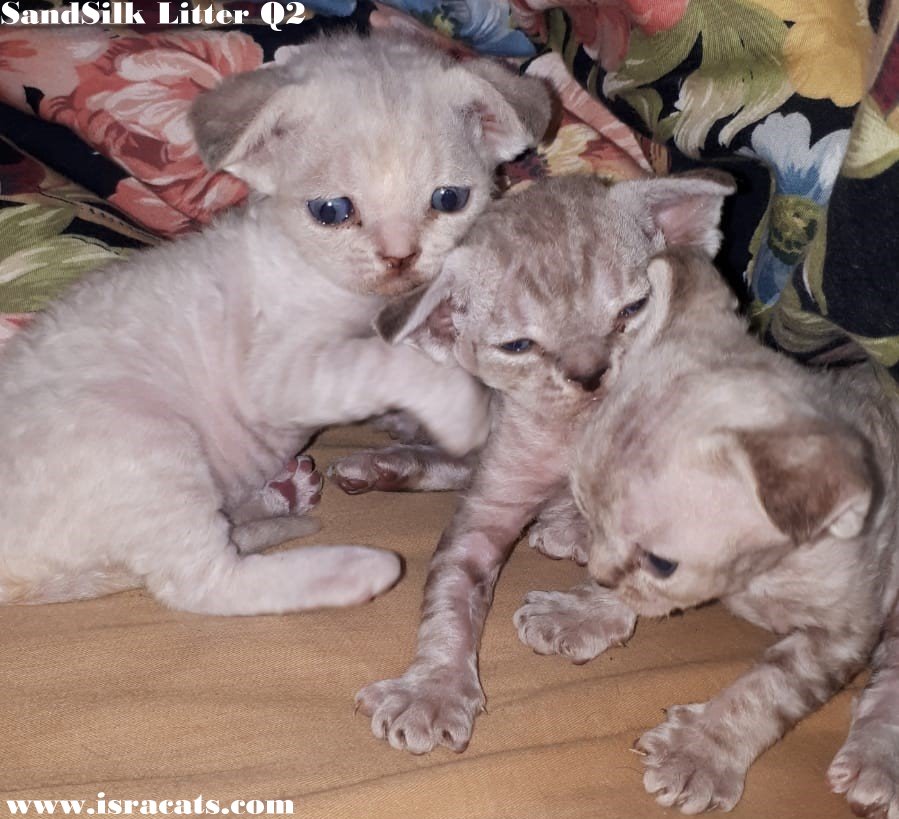 Devon Rex Sand Silk Litter,More information and pictures