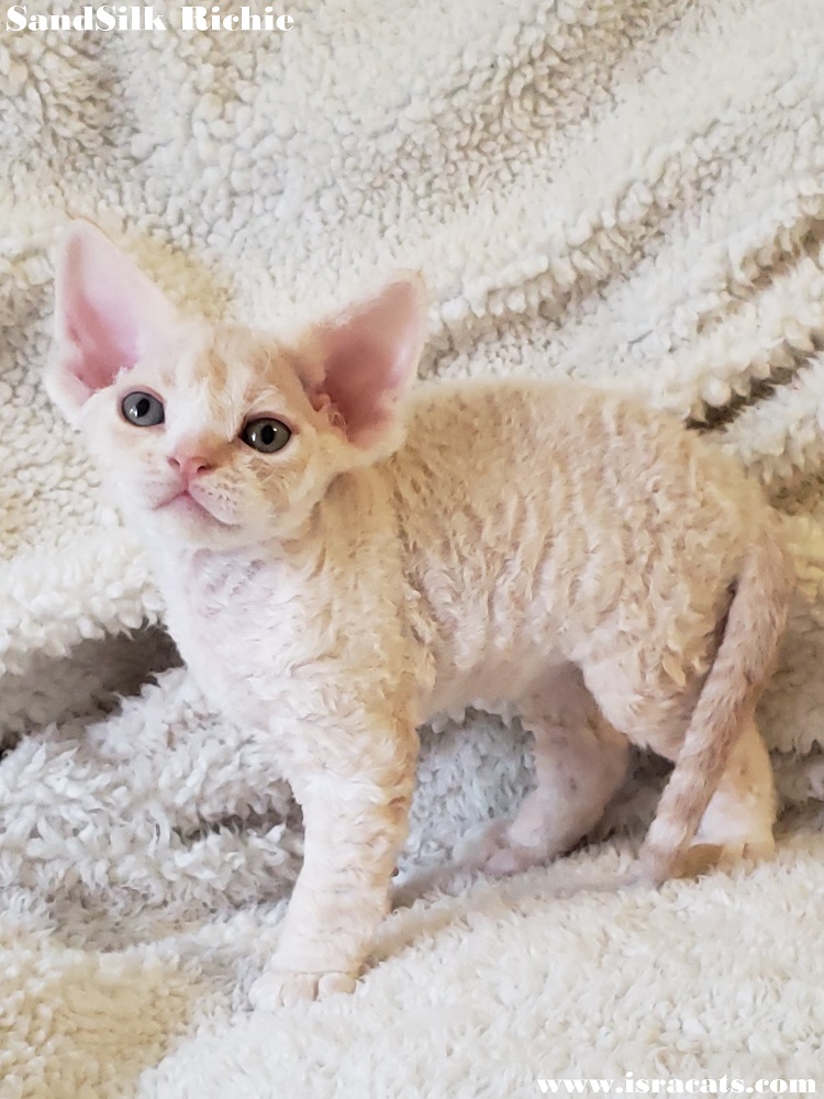 Sand Silk Richie,  Devon Rex male Cameo  Tabby with White