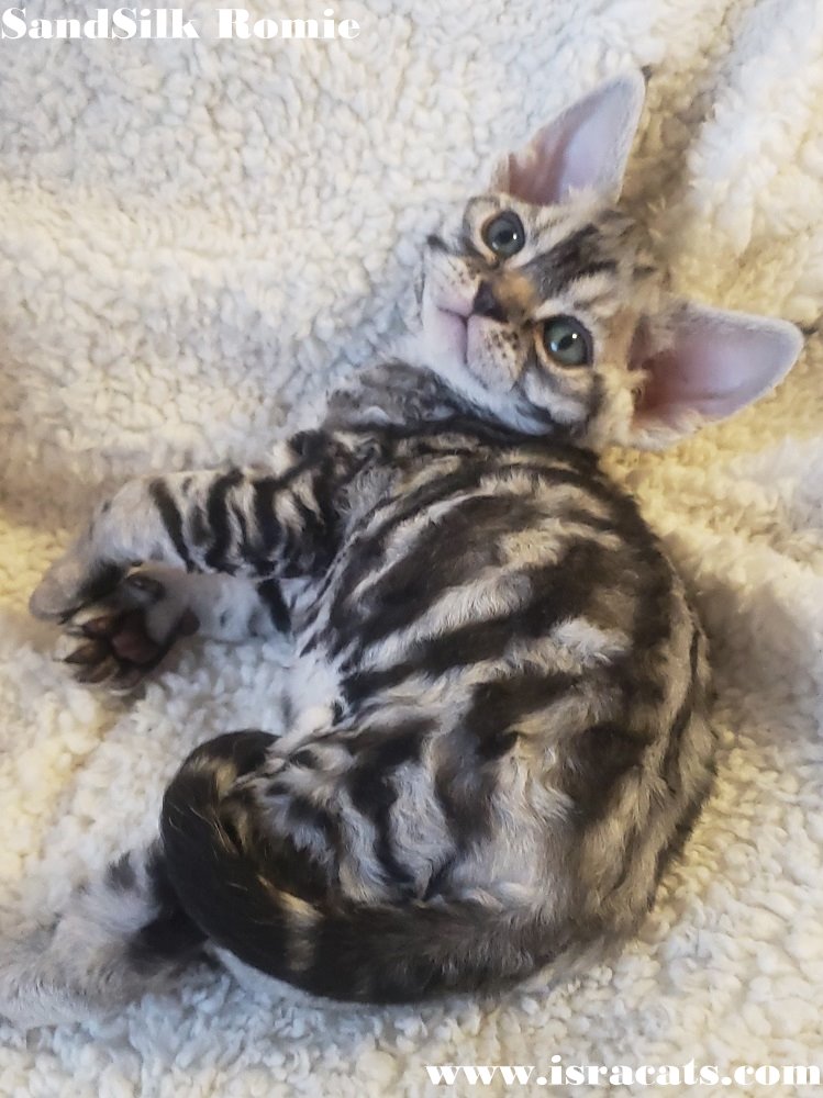 Sand Silk Romie  Devon Rex Silver classic tabby kitten 