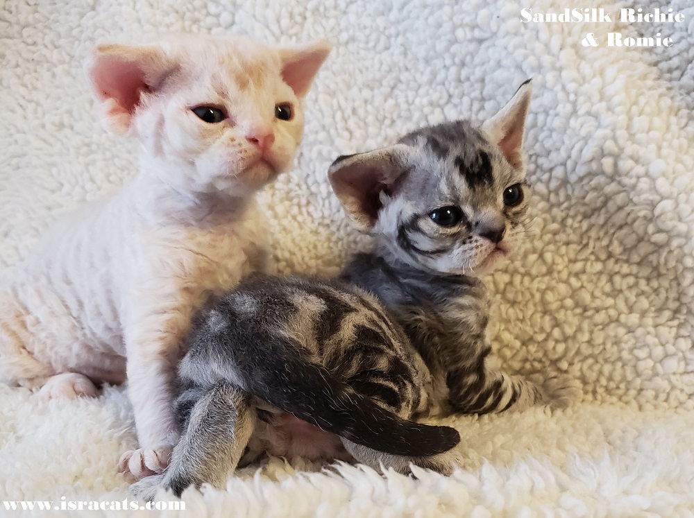 Devon Rex Sand Silk Litter,More information and pictures