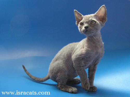 Sambo Sand Silk Devon Rex Kitten,More information and pictures