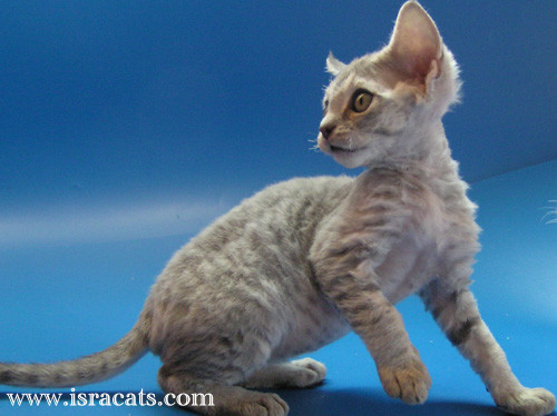 Scarlett Sand Silk Devon Rex Kitten