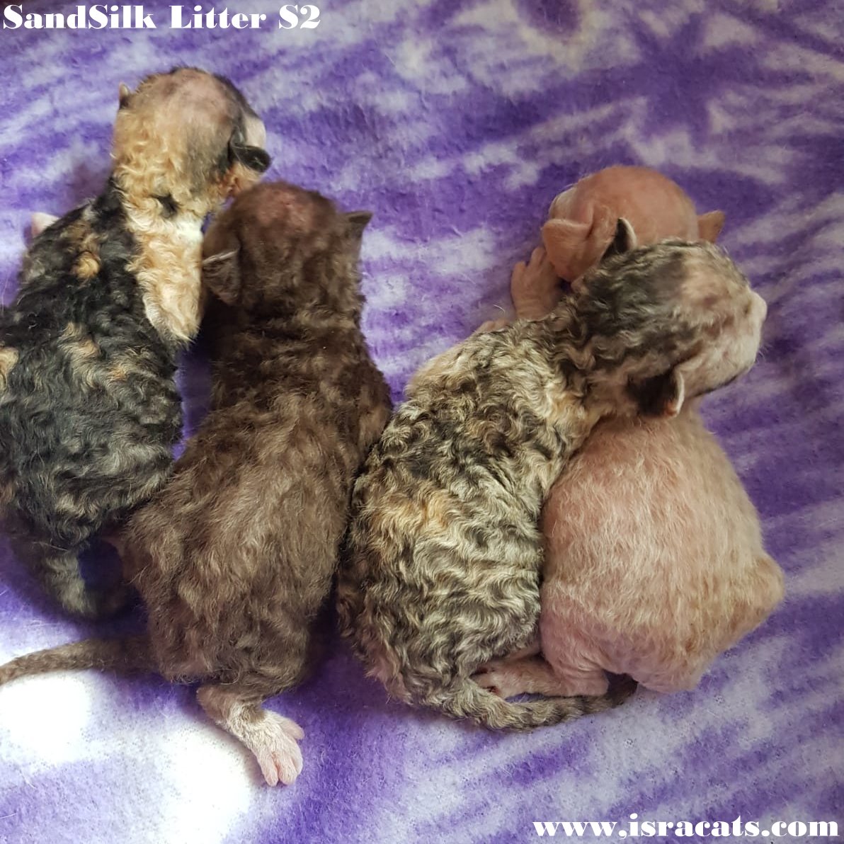 Sand Silk Litter s2 