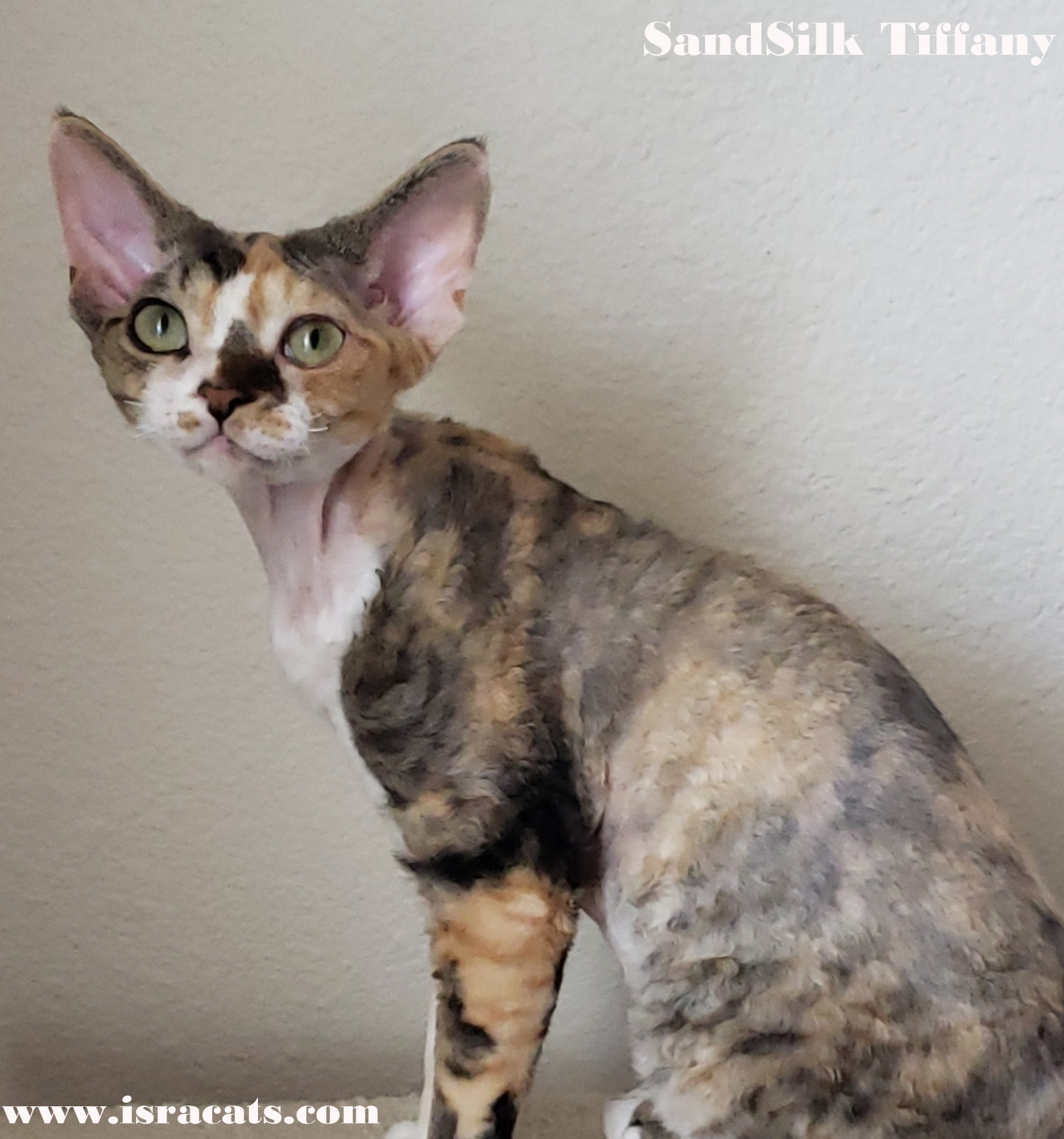  Sand Silk Tiffany Devon Rex  female kitten, color  Silver Spotted Torbie with White 