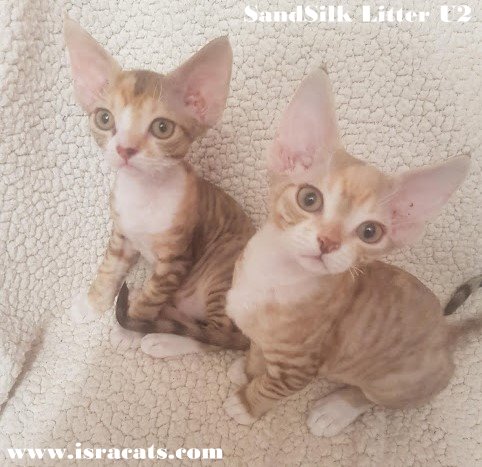 Devon Rex Sand Silk Litter,More information and pictures