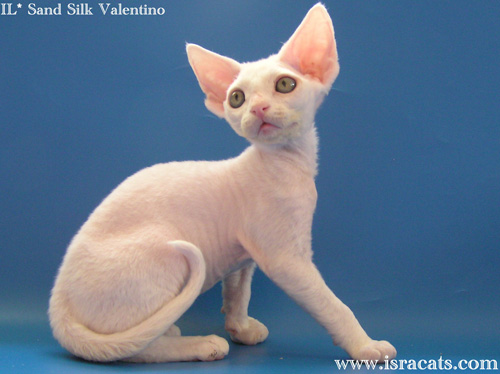 Available Devon Rex white male kitten, IL* Sand Silk Valentino
