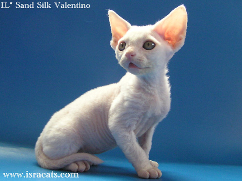 Valentino Sand Silk Devon Rex Male,More pictures