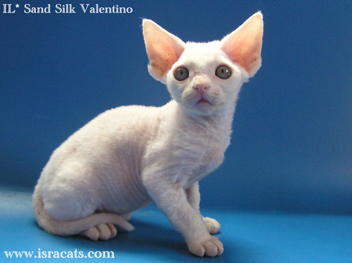 Valentino Sand Silk Devon Rex Male,More pictures