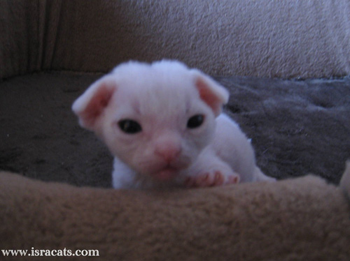 Valentino Sand Silk Devon Rex Male,More pictures