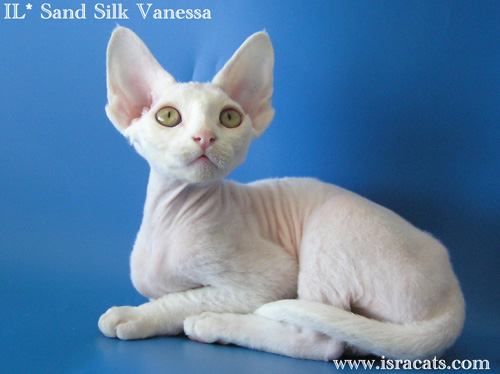 Vanessa Sand Silk Devon Rex Female Kitten
