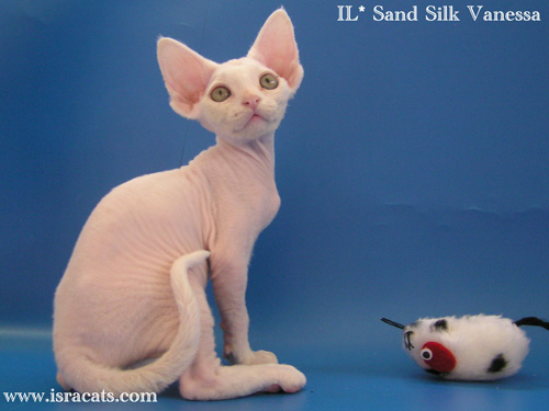 Vanessa Sand Silk Devon Rex Female,More pictures